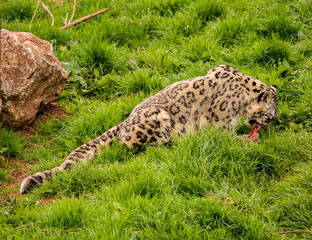Dalton-in Furness, Cumbria, UK. 19th April 2015. Snow Leopard enjoying raw meat at feeding time at South lakes safari park, Dalton-in-furness, Cumbria, UK