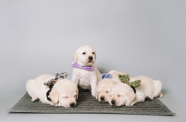 cute cuddly puppies in a bow ties fell asleep in the photo studio
