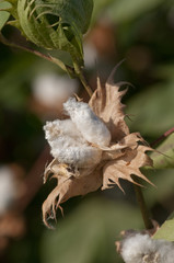Cotton is a soft, fluffy staple fiber that grows in a boll, or protective case. The fiber is almost pure cellul