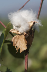 Cotton is a soft, fluffy staple fiber that grows in a boll, or protective case. The fiber is almost pure cellul