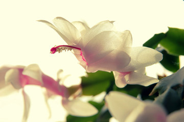 Gently creamy white flower of Christmas Cactus close up