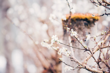 Vintage blur and soft white plum blossom in the garden for background