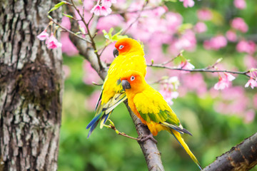 Yellow Macaw bird on the pink sakura tree a spring season background