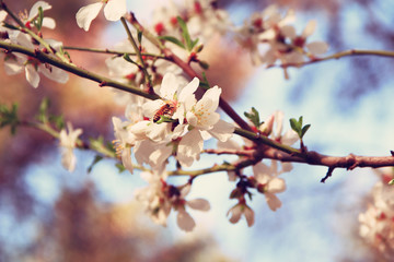 background of spring white cherry blossoms tree