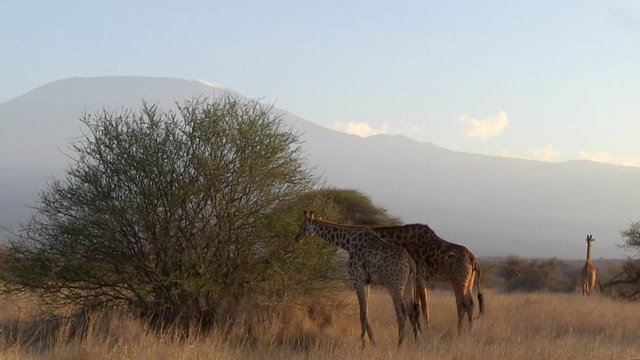 Masai giraffe, Maasai giraffe, or Kilimanjaro giraffe (Giraffa camelopardalis tippelskirchi) with Mount (Mt) Kilimanjaro (in Tanzania)  in the background.  Kenya