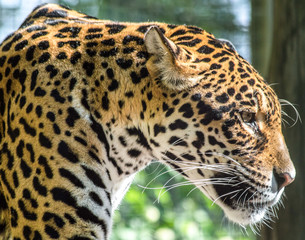 Fototapeta na wymiar A beautiful profile picture from a jaguar. The light comes into his face and contouring it.