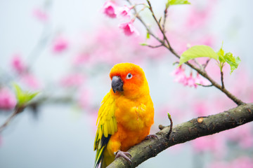 Yellow Macaw bird on the pink sakura tree a spring season background