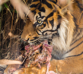 Dalton-in Furness, Cumbria, UK. 19th April 2015. Tiger enjoying a hearty meal of raw meat at South lakes safari park, Dalton-in-furness, Cumbria, UK