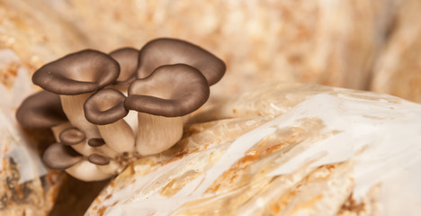oyster mushrooms grow on a mushroom farm