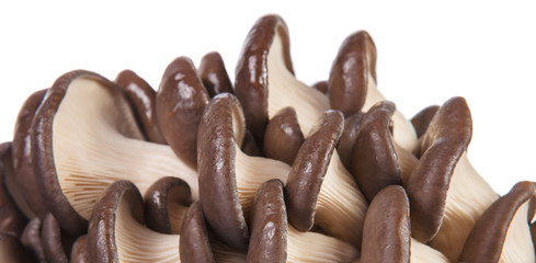 oyster mushrooms closeup selective focus