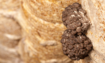 oyster mushrooms grow on a mushroom farm