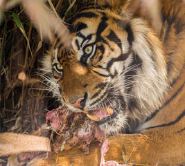 Dalton-in Furness, Cumbria, UK. 19th April 2015. Tiger enjoying a hearty meal of raw meat at South lakes safari park, Dalton-in-furness, Cumbria, UK
