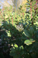 Obraz premium bush with white berries