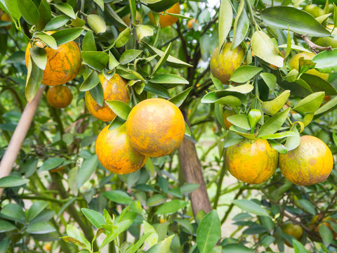 Fresh fruit oranges tree in Chiangmai, Thailand