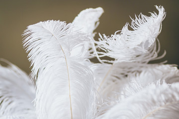 Big white feathers. Close-up.