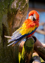 Dalton-in Furness, Cumbria, UK. 19th April 2015. Macraws at South lakes safari park, Dalton-in-furness, Cumbria, UK