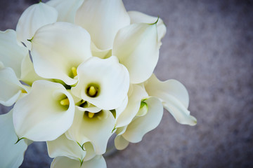 Fototapeta na wymiar Calla lily 
