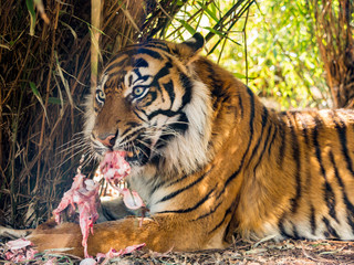 Dalton-in Furness, Cumbria, UK. 19th April 2015. Tiger enjoying a hearty meal of raw meat at South lakes safari park, Dalton-in-furness, Cumbria, UK