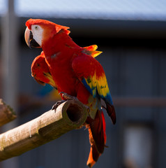 Dalton-in Furness, Cumbria, UK. 19th April 2015. Macraws at South lakes safari park, Dalton-in-furness, Cumbria, UK