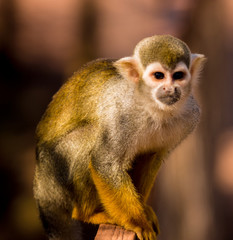 Dalton-in Furness, Cumbria, UK. 19th April 2015. Squirrel monkey enjoying the sunshine at South lakes safari park, Dalton-in-furness, Cumbria, UK
