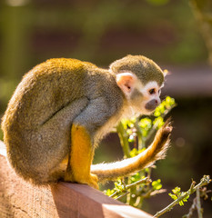 Dalton-in Furness, Cumbria, UK. 19th April 2015. Squirrel monkey enjoying the sunshine at South lakes safari park, Dalton-in-furness, Cumbria, UK