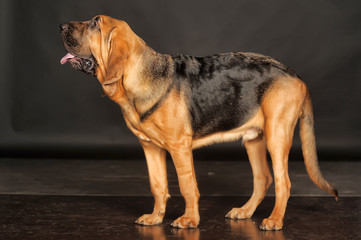 Beautiful Bloodhound puppy at 6 months.