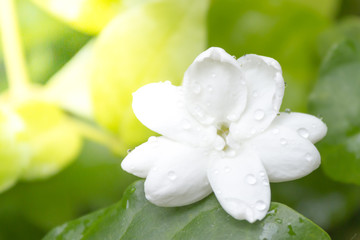 Closeup of White Jasmine Flower.