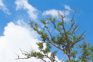 Tree branches against a puffy clouds and blue sky background