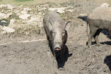  baby wild boar on the mud floor