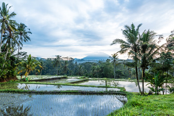 Fototapeta na wymiar Balinese rice field early morning with sun rise over fogs and palm tree create layer in front of Mount Agung