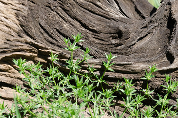 Old stump and plant background
