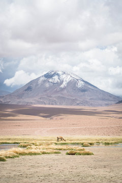 Llama near volcano and lake on the vast pastures of Andes.Volcanoes in the Andes Mountain range, Chile border with Bolivia, South America.