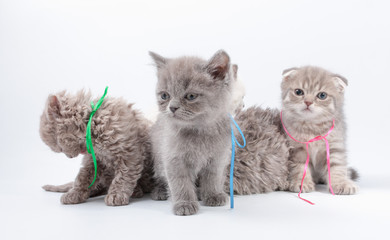Obraz na płótnie Canvas little kittens mixed breed on a white background.