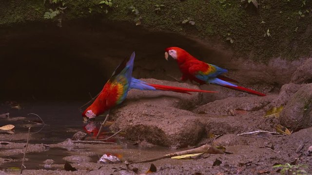 Scarlet Macaws  - Amazon