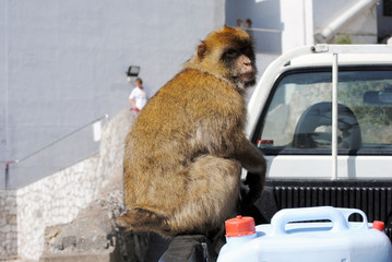 Monkey in Gibraltar in the natural environment