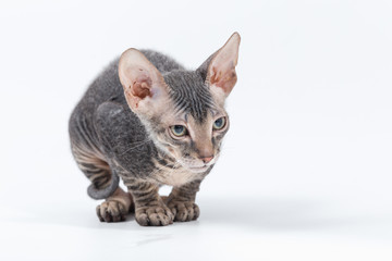 SPHINX small breed kitten on a white background.
