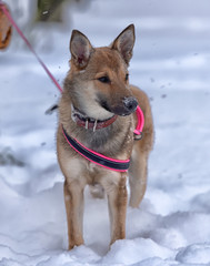 Red puppy among snow
