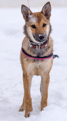 Red puppy among snow