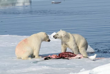 Papier Peint photo Ours polaire Two polar bear cubs playing together on the ice
