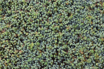 Green grass with needle leaves texture.