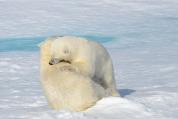 Obraz na płótnie Canvas Two polar bear cubs playing together on the ice