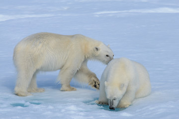 Fototapeta na wymiar Two polar bear cubs playing together on the ice