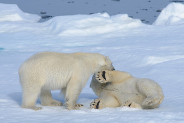 Two polar bear cubs playing together on the ice