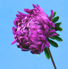 Lush fresh purple flower aster on blue background