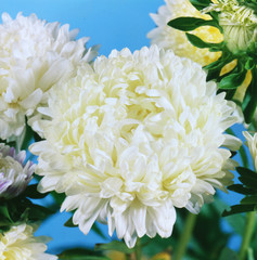 Lush fresh white flower aster