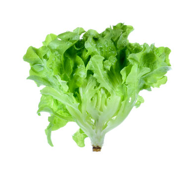Fresh oak leaf lettuce isolated on white background