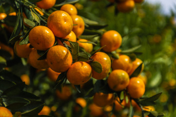 Orange fruit closeup in autumn 