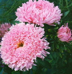 Lush fresh pink flowers aster