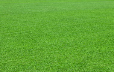 grass background