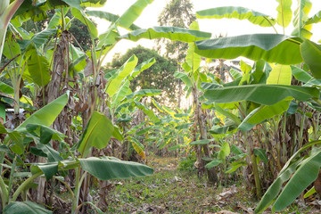 Farm land banana tree area growth 